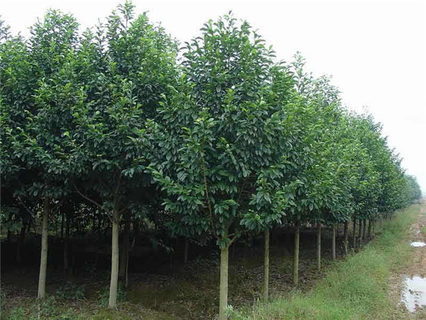 重慶適合種植樂昌含笑嗎？