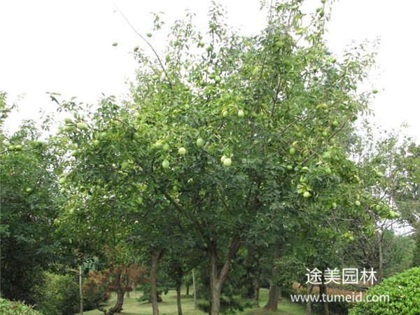 http://m.zddc650.cn/ch/30.html