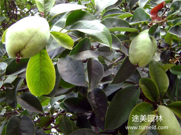 http://m.zddc650.cn/ch/30.html
