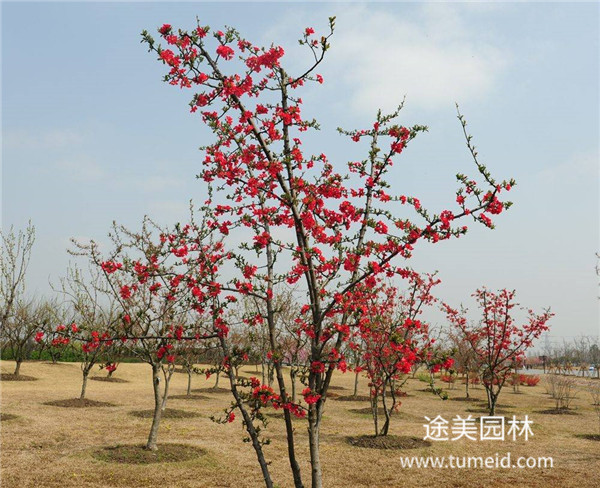 http://m.zddc650.cn/ch/30.html