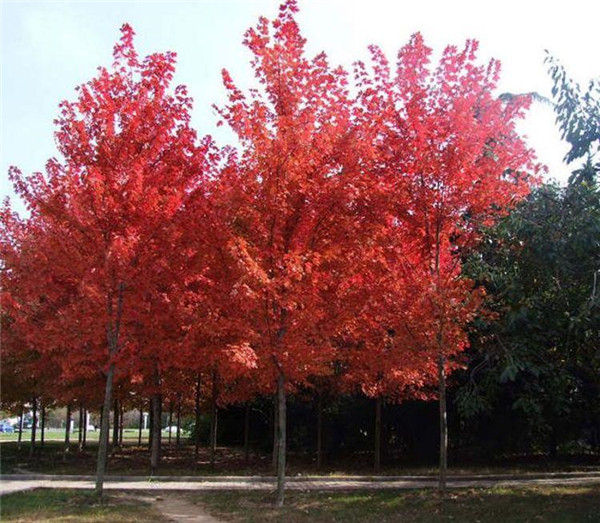 中國紅楓基地實(shí)拍圖片